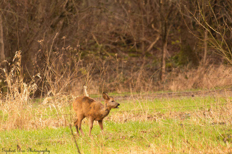 dsc_7972-standard.jpg