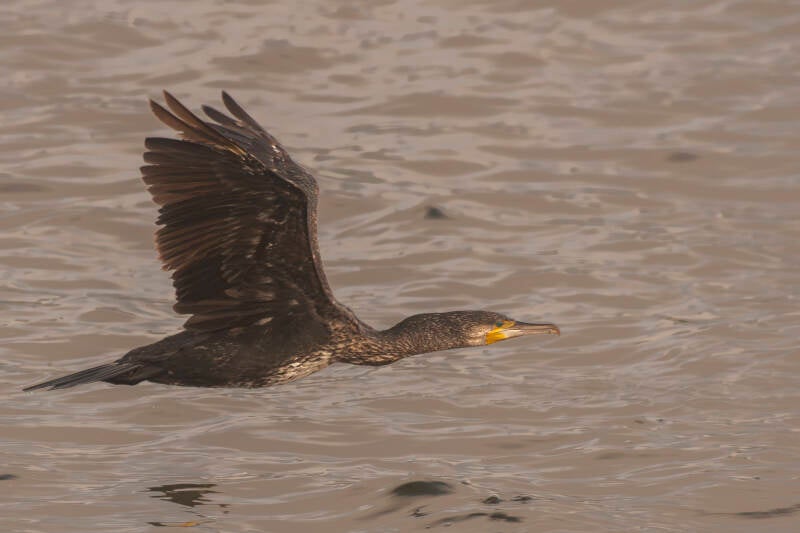 dsc_8704-standard.jpg