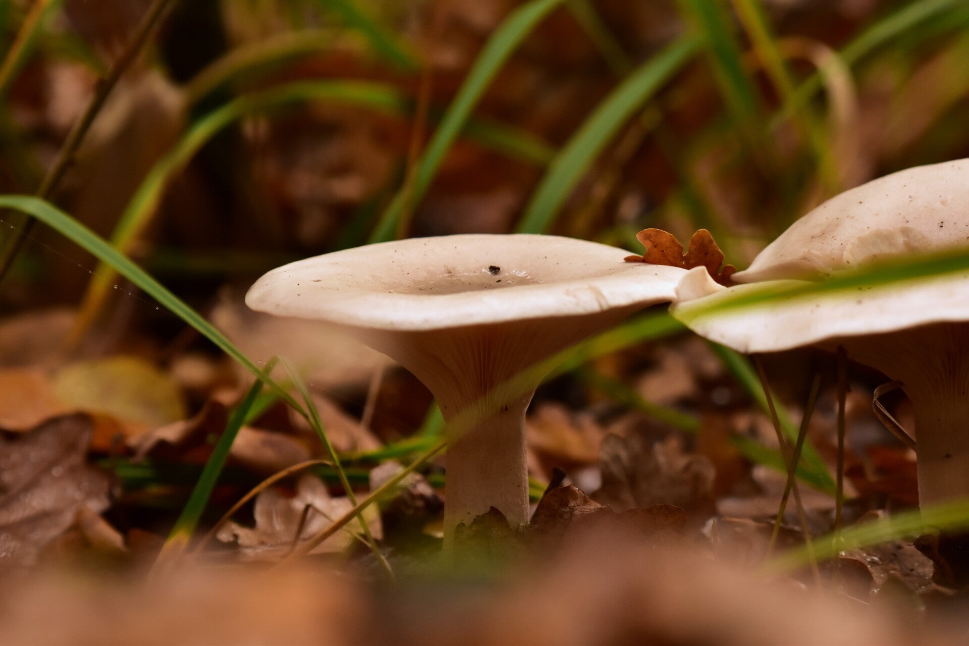 Grote, ronde paddenstoel - Natuurfoto Gijsbert Bos
