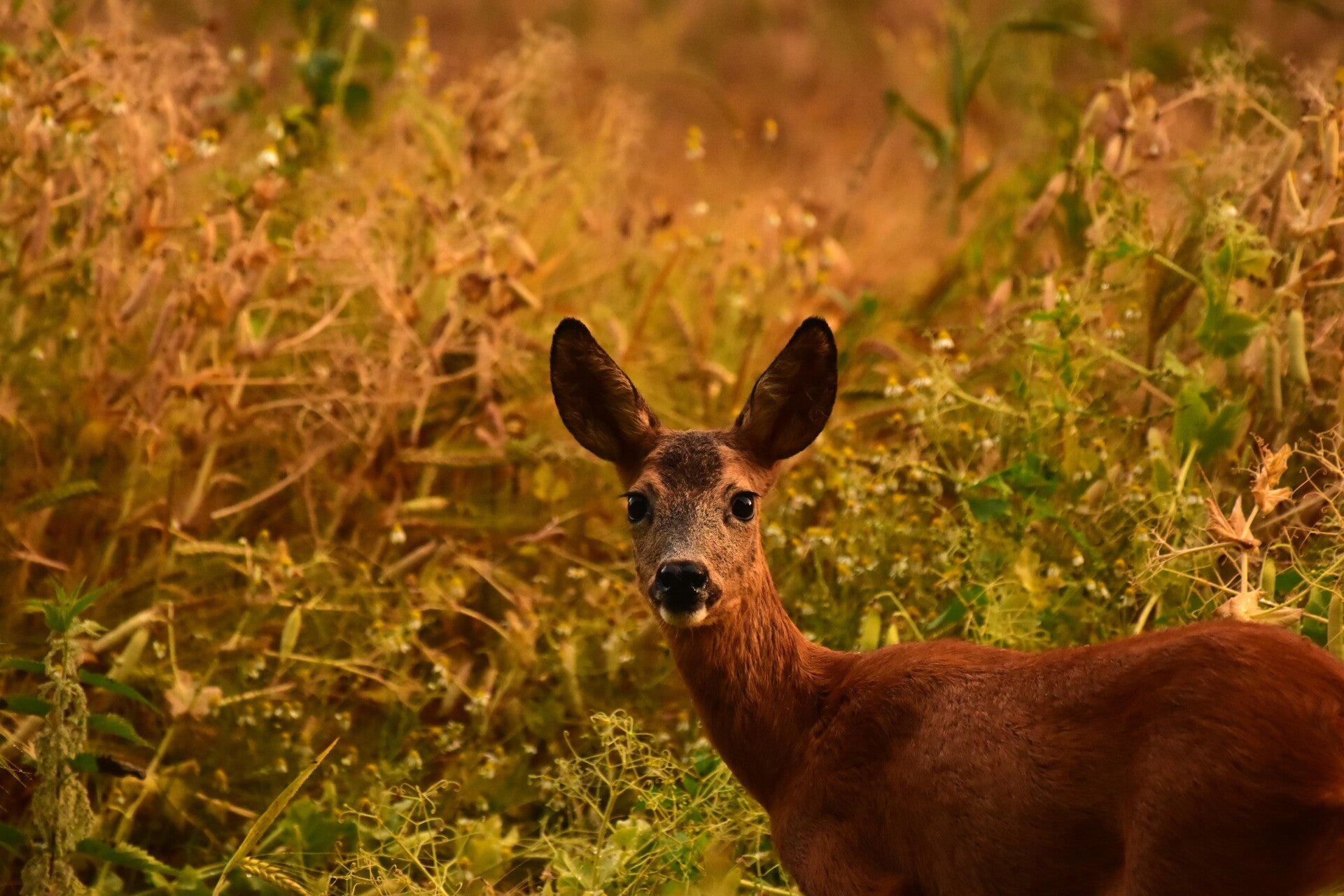 Ree in mooie ochtendzon - Natuurfoto Gijsbert Bos