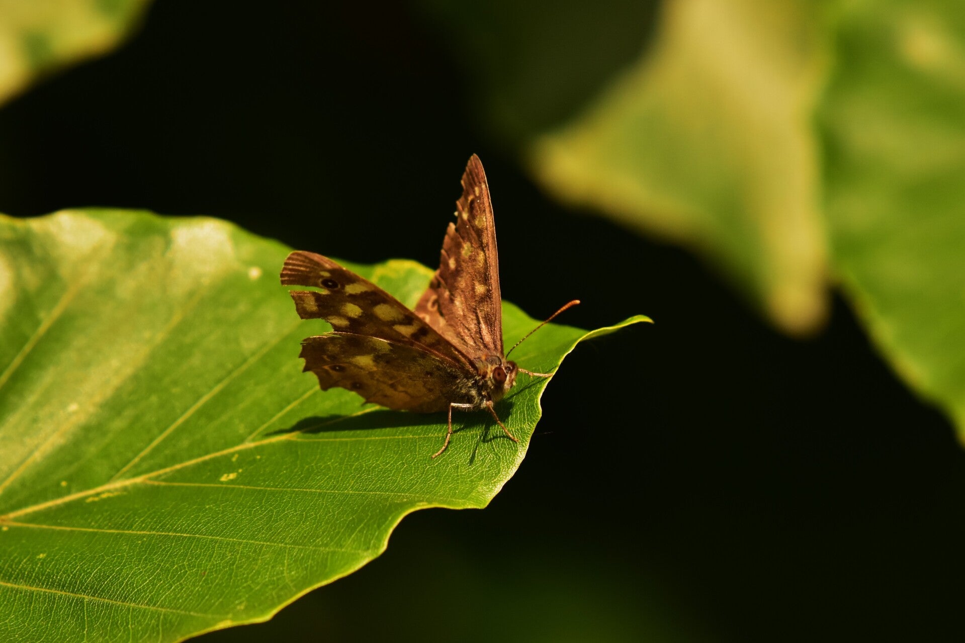 Vlinder op een blad, close-up - Natuurfoto Gijsbert Bos