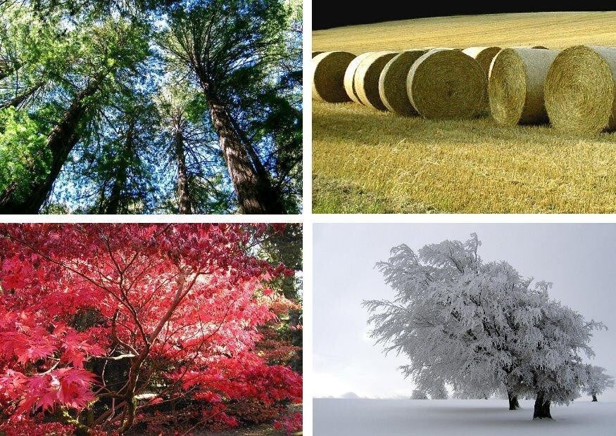 Les quatres saisons