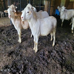 adult-rams-23001-front-freckles-too-standard.jpg
