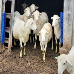 boys-in-barn-standard.jpg