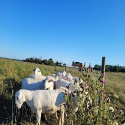 ranch-21-standard.jpg