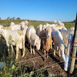 ranch-24-standard.jpg