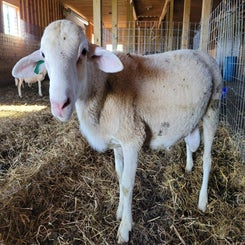 ranch-26-samson-standard.jpg