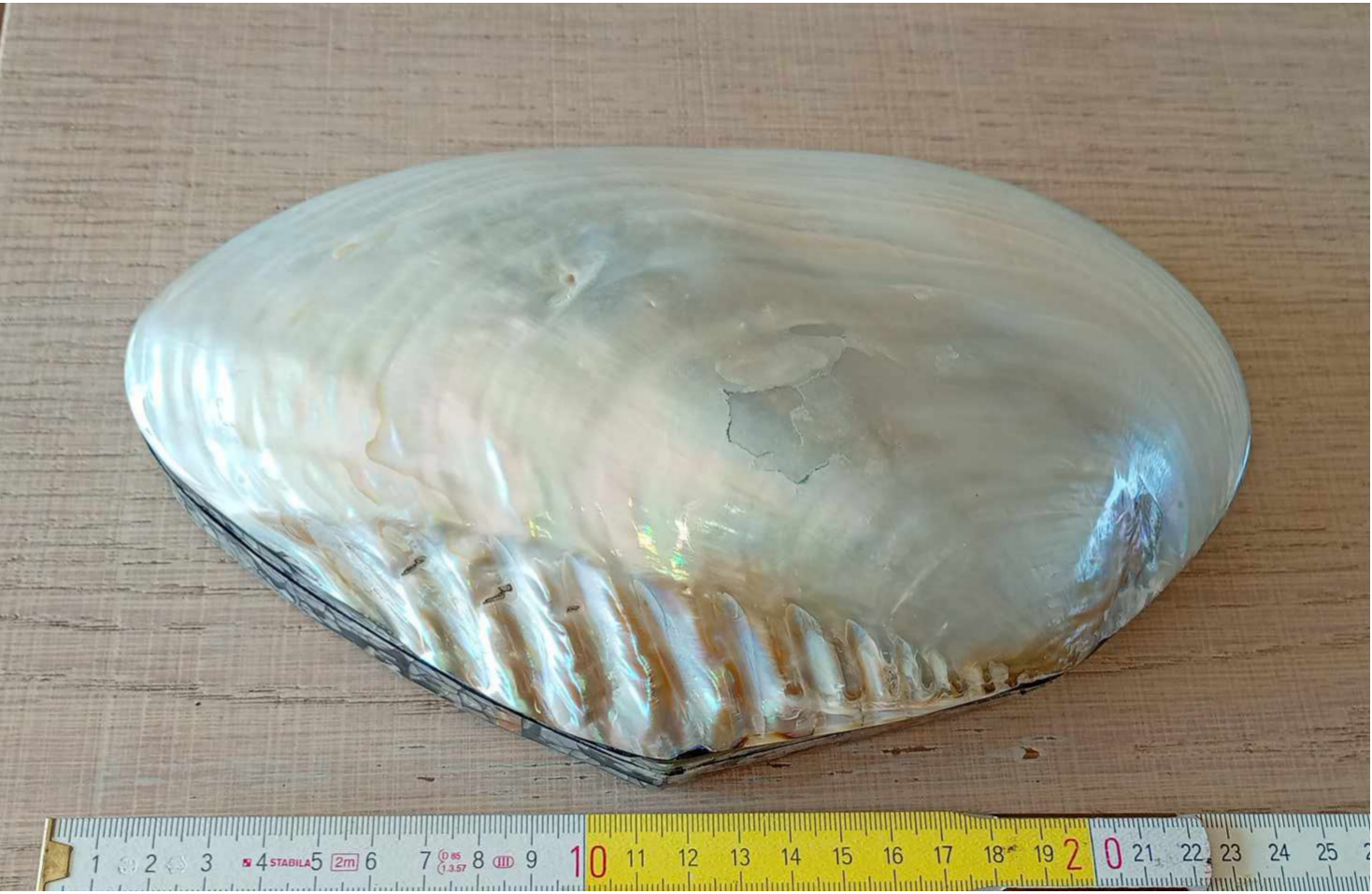 Reuzen schelp kistje - doos