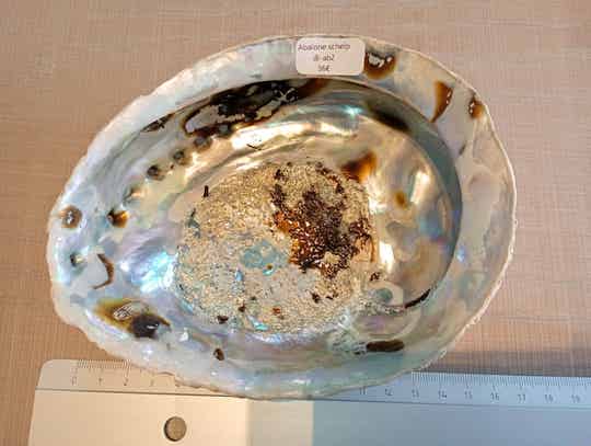 Abalone schelp 2