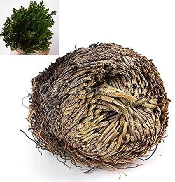 SALE roos van Jericho - opstandingsplant