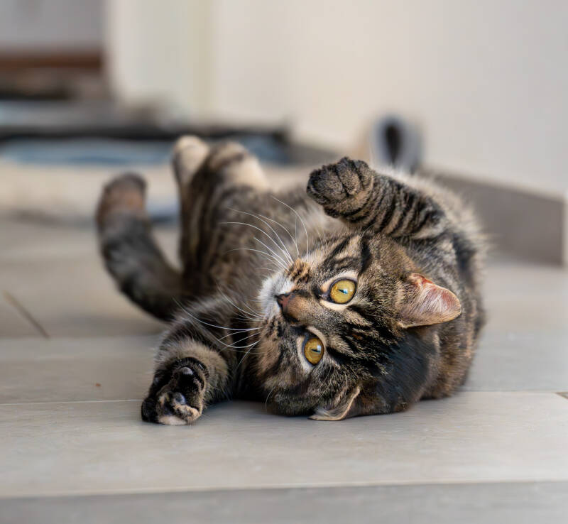 dsc09958-standard-paw4tu.jpg