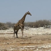img_8495-standard.jpg