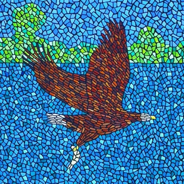 ‘White Tailed Eagle’ A square fine art print.