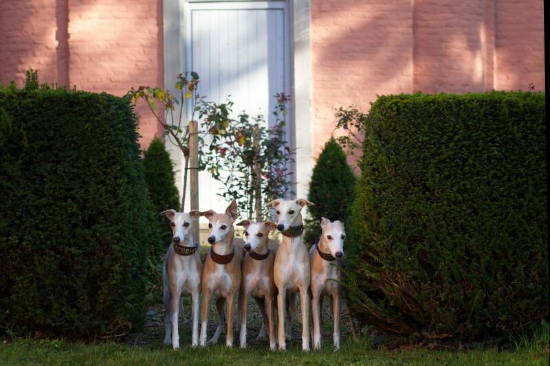 Wir leben mit unseren Hunden in einem Einfamilienhaus, mit großem Garten zum Laufen, Toben und Glücklich sein, am Rande des Tagebaues Garzweile. Unser 16- beiniges Rudel bestimmt einen großen Teil unseres Lebens. Ob Sport, Freizeit oder Urlaub, überall si
