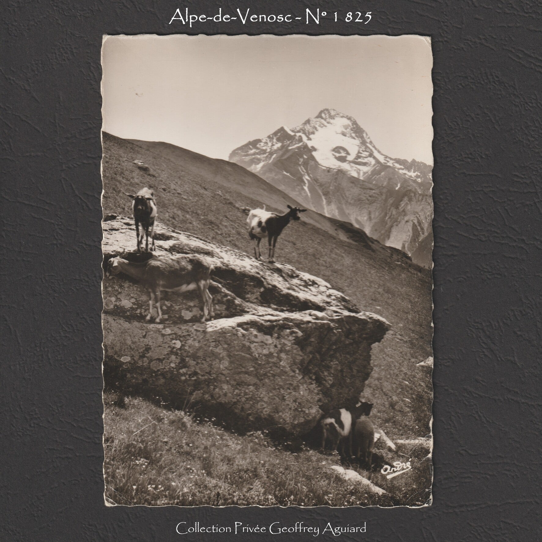 1 825 - Chèvres en alpage. Au fond, la Muzelle.