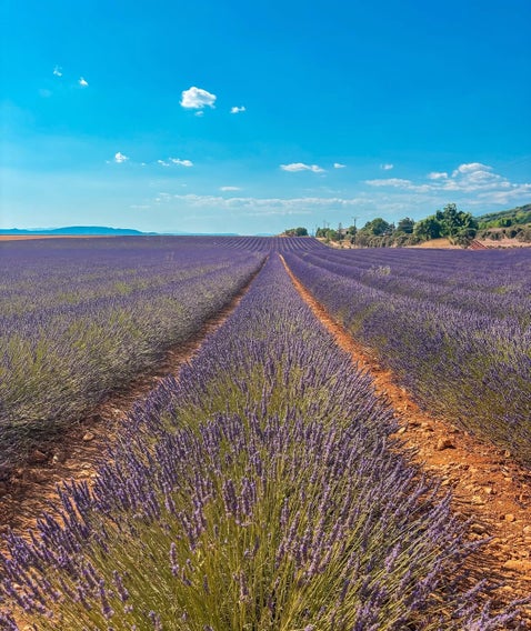 lavande valensole