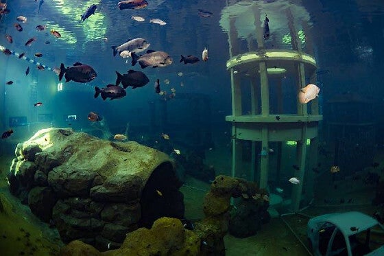 Try Scuba Todi