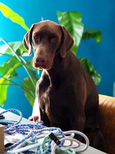 Grote sterke dobermann reu die kijkt naar de jachtlijnen die met de hand gemaakt worden