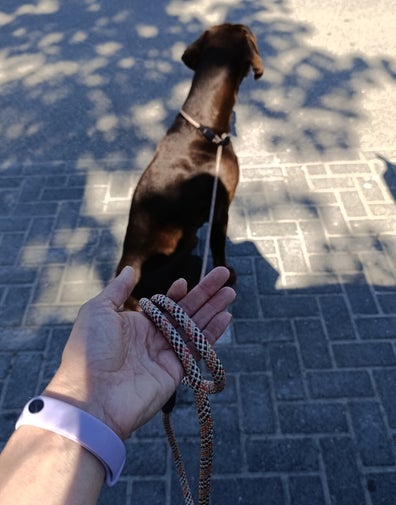 Handgemaakte jachtlijn Tartan Berry in hand, met hond onscherp op de achtergrond