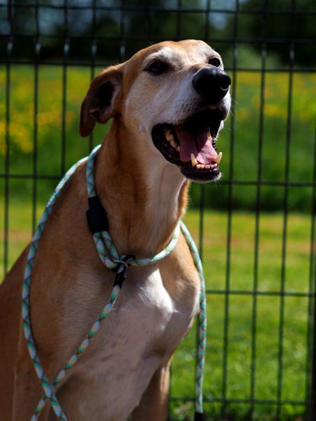 Dobermann met de handgemaakte jachtlijn Mintly, sterk en stevig genoeg voor grote honden