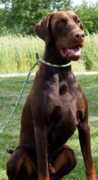 Close-up van de handgemaakte jachtlijn Tartan Berry (nieuwste collectie) rond de nek van een Dobermann, met een stevig ontwerp en Burberry-achtige kleurcombinatie