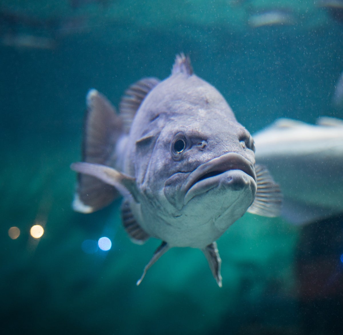 largemouth-bass-lure-selection-articles-outdoorsydad