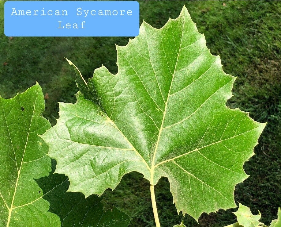 Sycamore Tree Leaf Identification