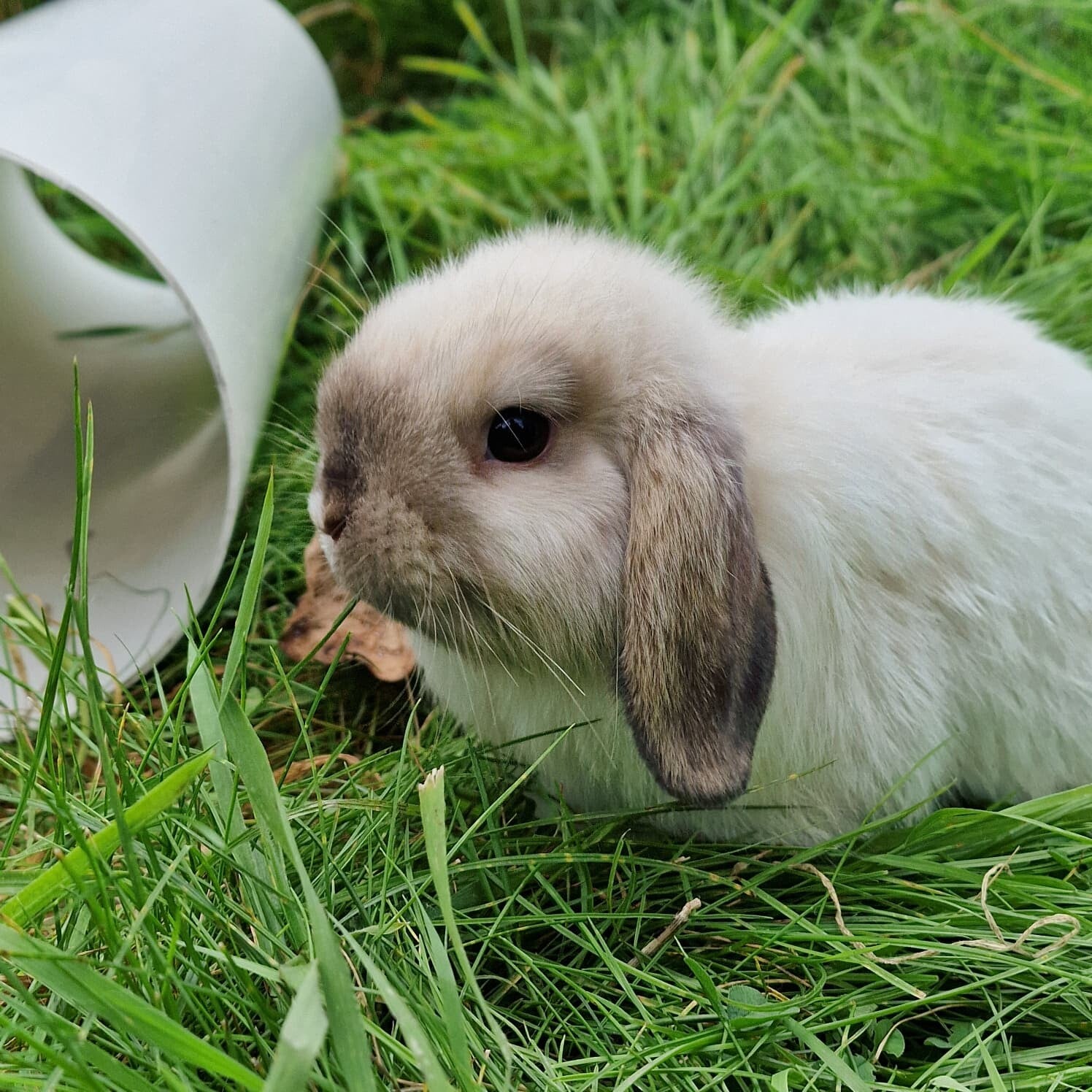 konijntjes die vrij rond huppelen
