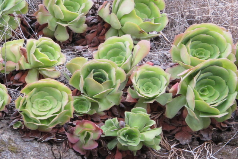 Aeonium urbicum
