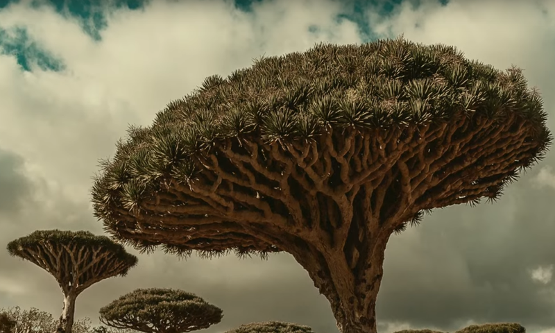 guanches afstamming berbers