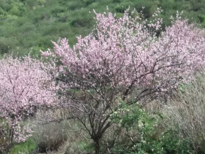 Santiago del Teide Tenerife