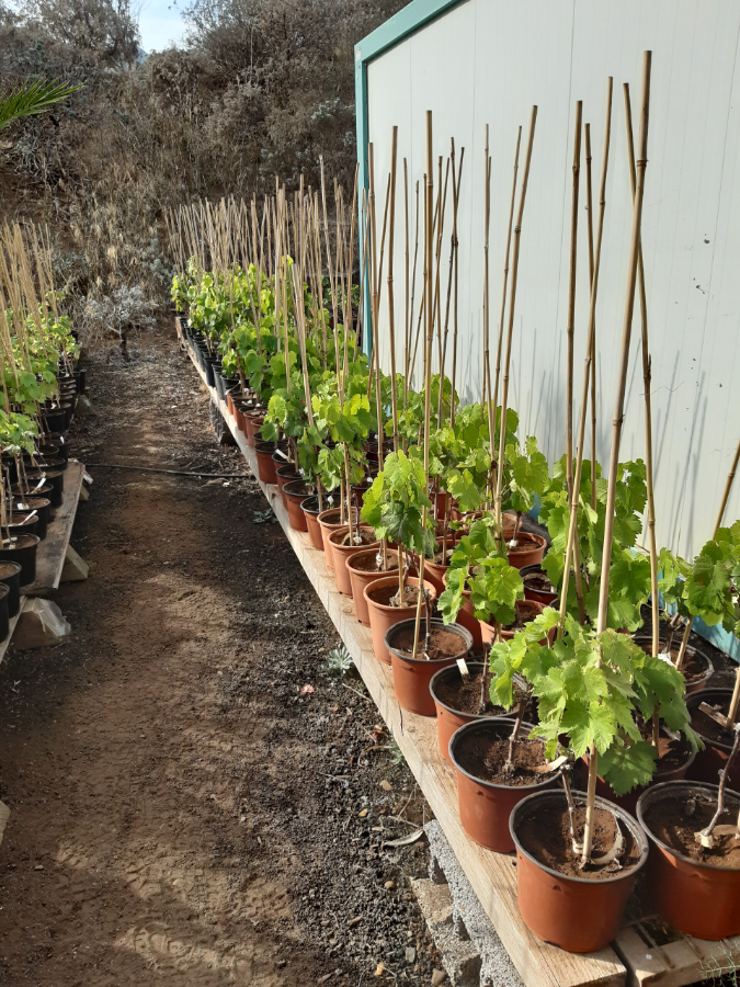 Los-Pedregales-tenerife