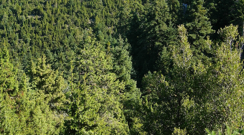 Canarische jeneverbes