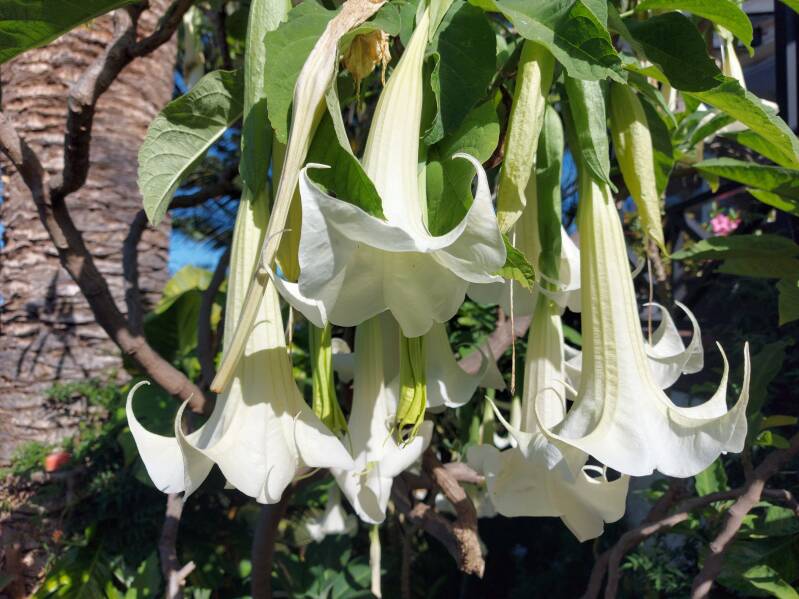 brugmansia tenerife