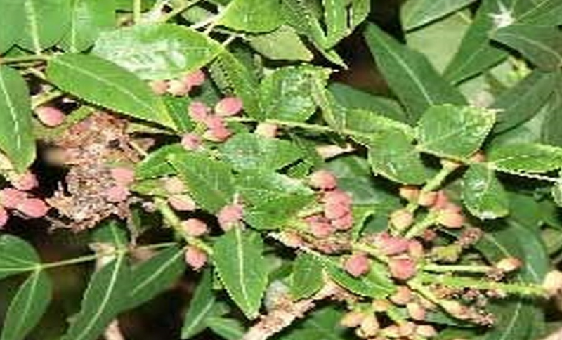 Atlantische Pistacia