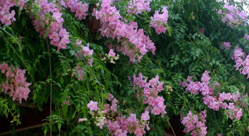 podranea ricasoliana