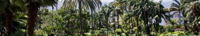 landschap flora tenerife