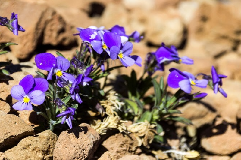 Viola cheiranthifolia