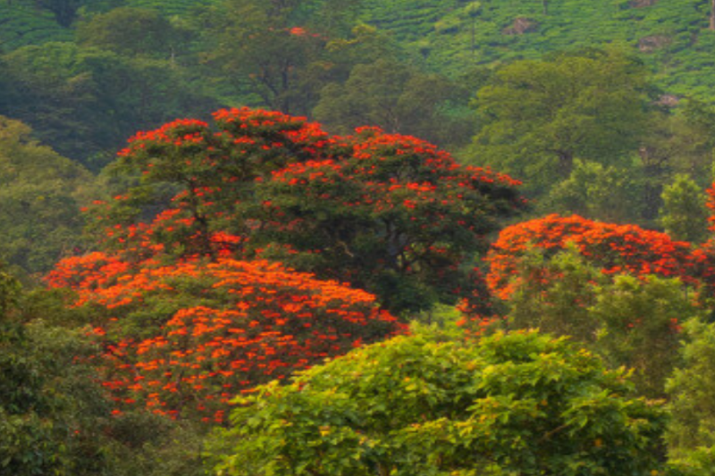 Spathodea campanulata