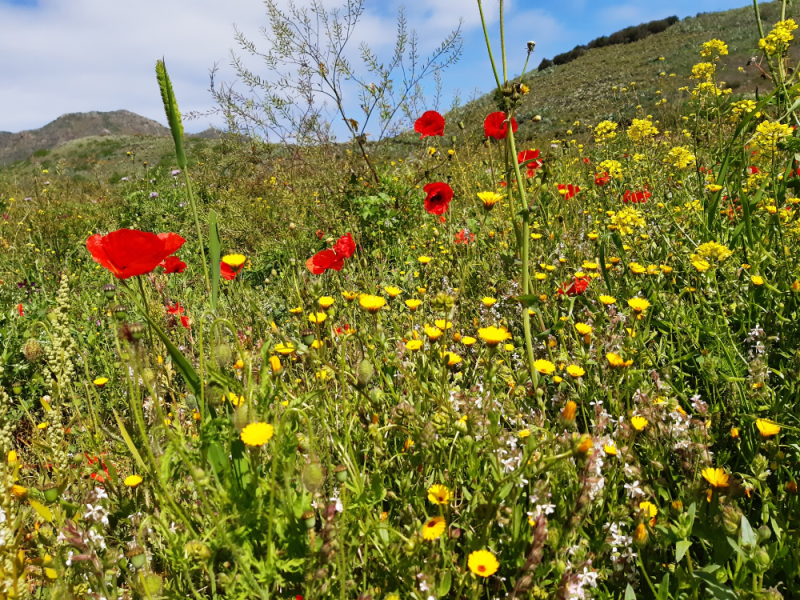 Las Lagunetas Tenerife