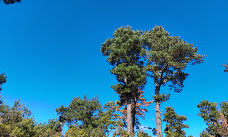 mooie bossen van het corona forestal