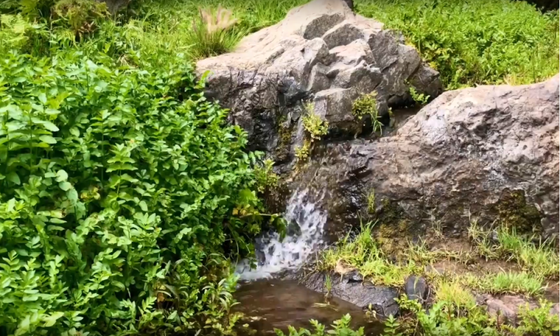 botanische schatkamer van tenerife
