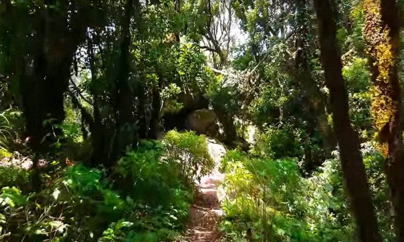 laurierbossen tenerife
