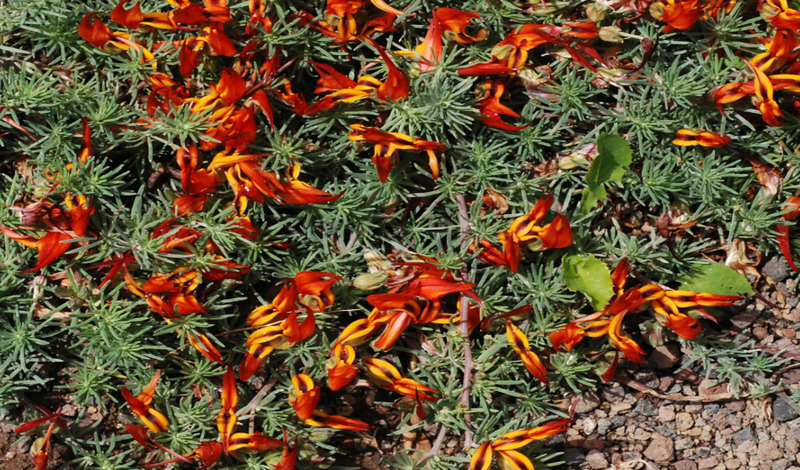 Canarische rolklaver