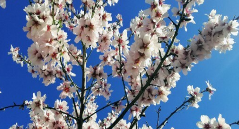 Prunus dulcis