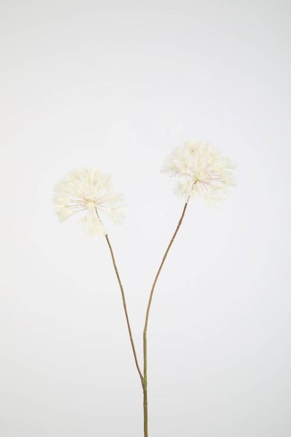 Dandelion - Blaasbloemen