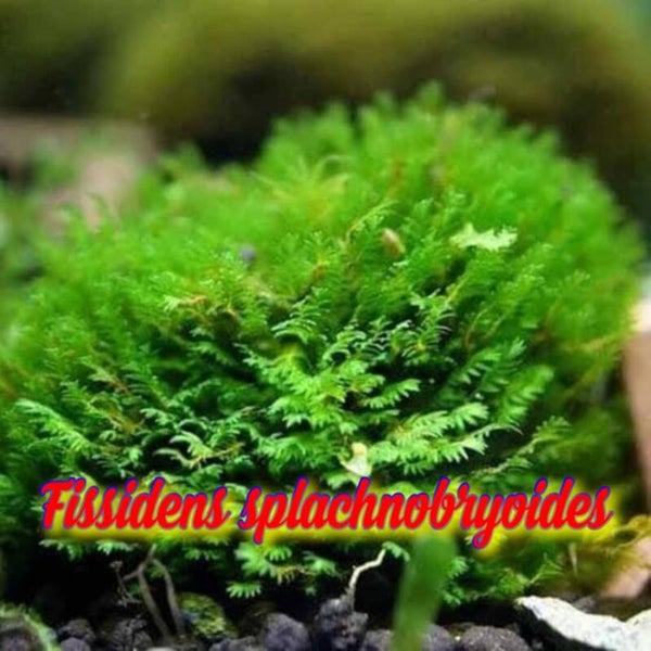 Fissidens sp splachnobryoides mos