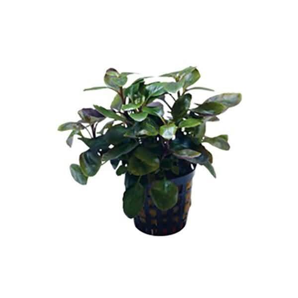 LOBELIA CARDINALIS DWARF 5 CM POT