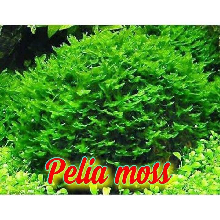 Monosolenium Pelia - Levermos