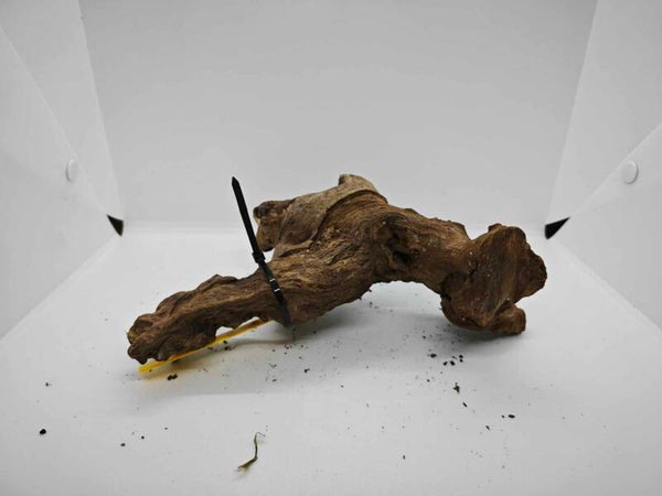Driftwood 022
